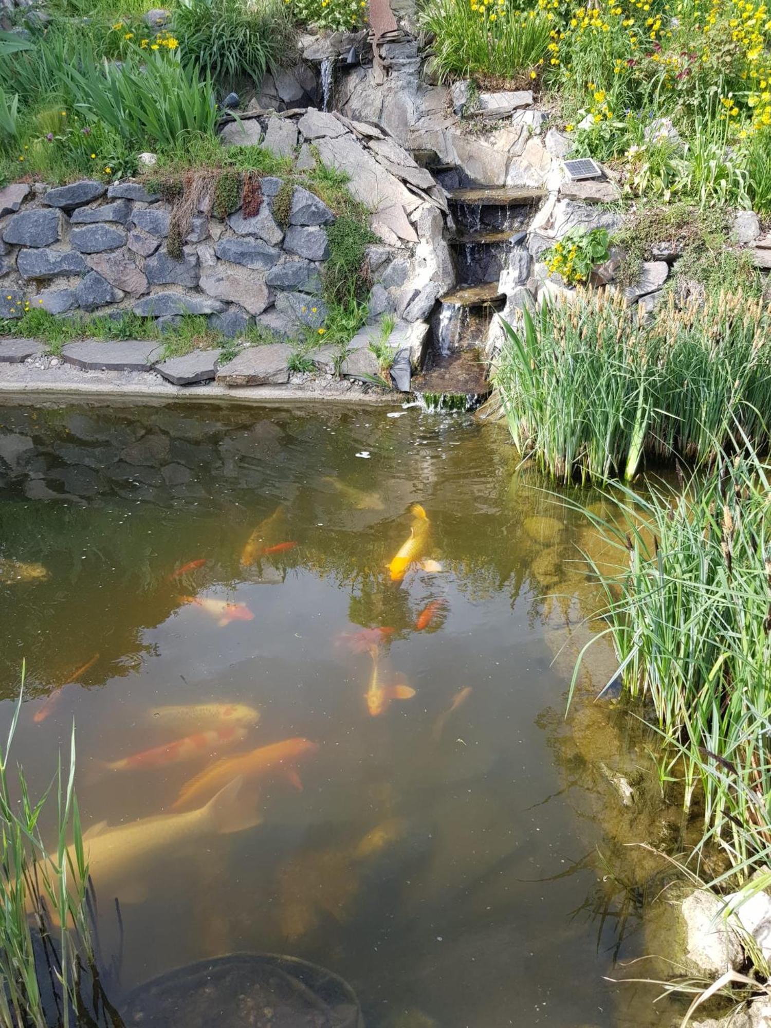 Wohlfuehlen Am Gartenteich Oberzissen Exterior foto
